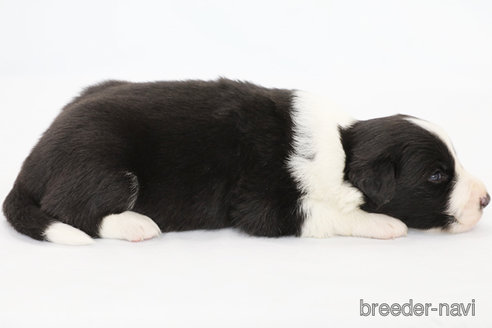 成約済の神奈川県のボーダーコリー-310795の4枚目